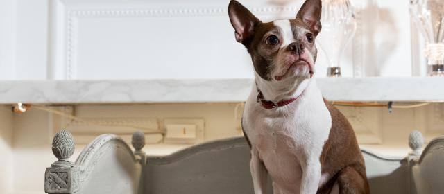 반려동물 동반 가능