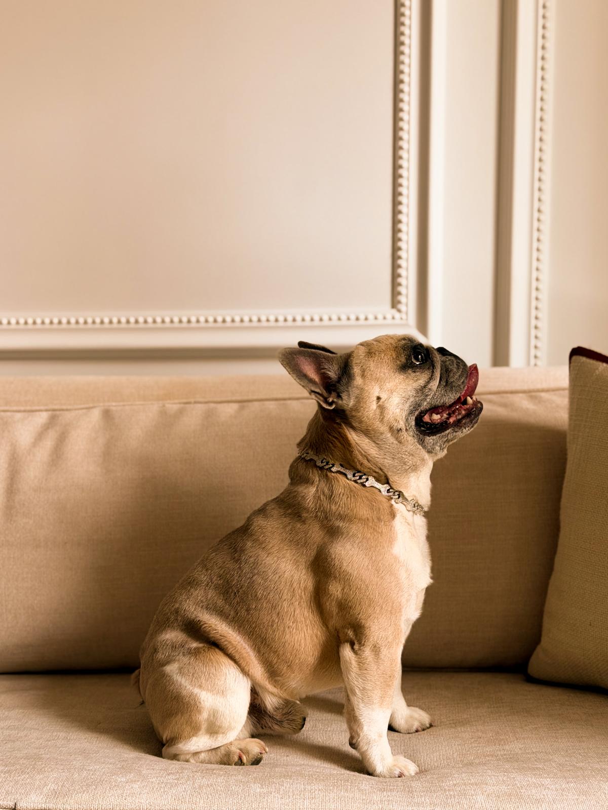 Diamanten zijn de beste vriend van een hond 