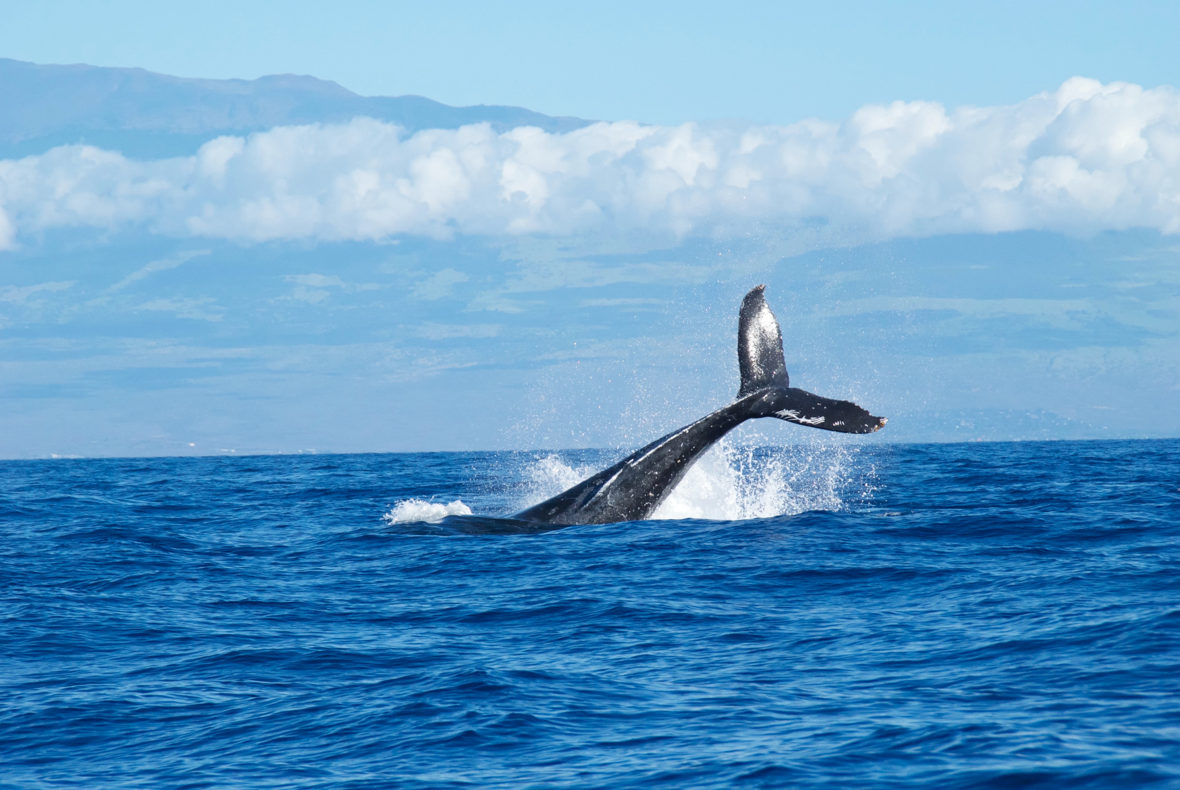 Whale Watching