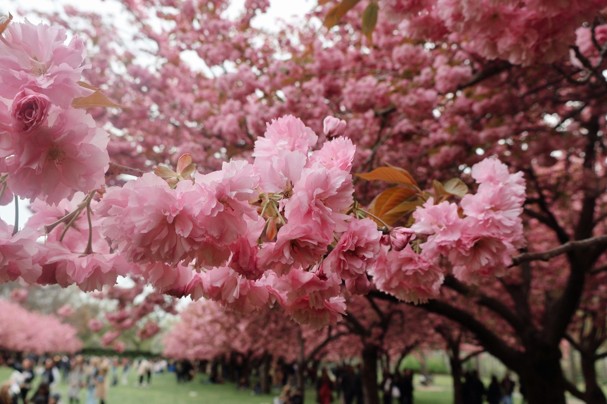 Pink cherry blossom tree in full bloom