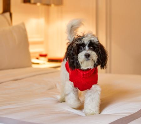 Dog on Bed
