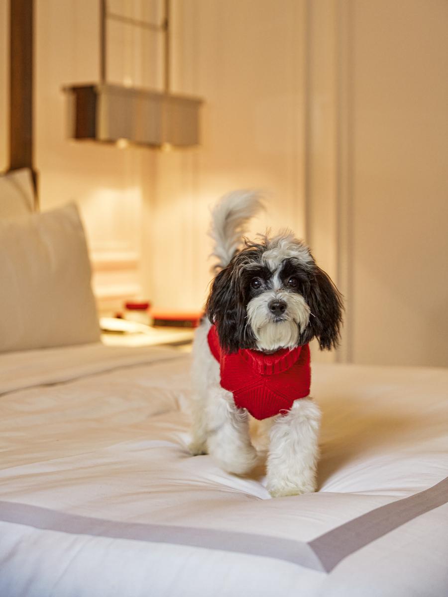 Luxury Pet-Friendly Hotel NYC | Baccarat Hotel New York