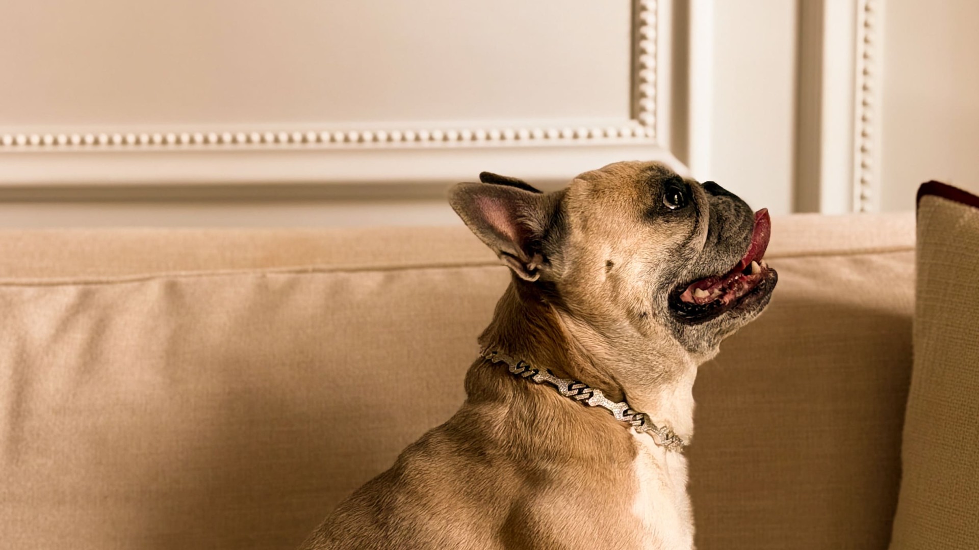 A dog sitting on a couch