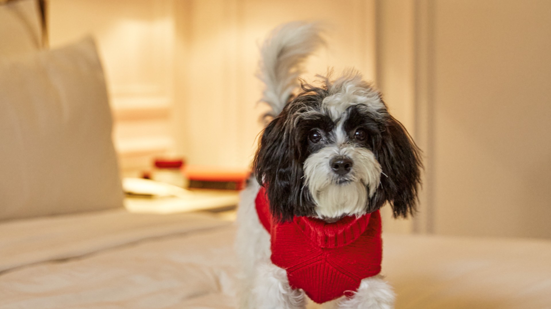 En lille hund iført en rød trøje, der står på en seng
