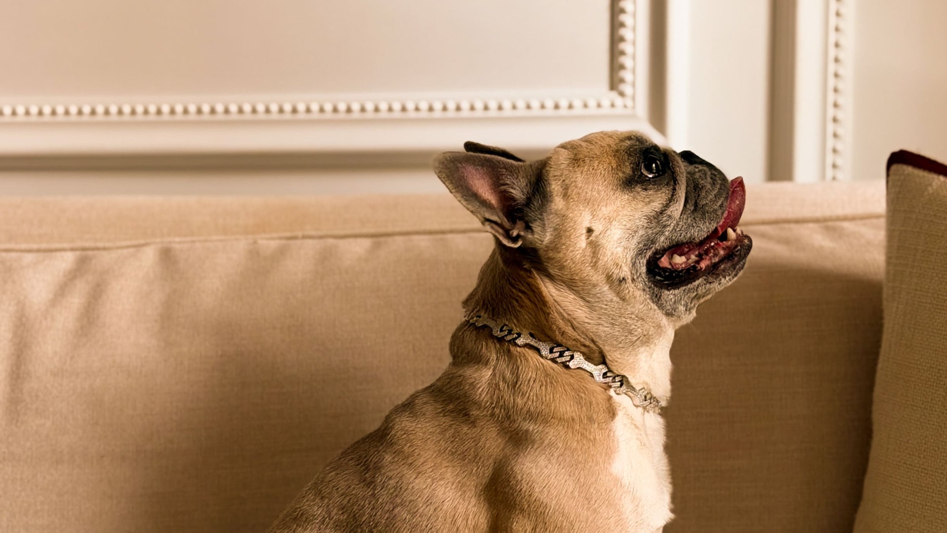 A dog sitting on a couch