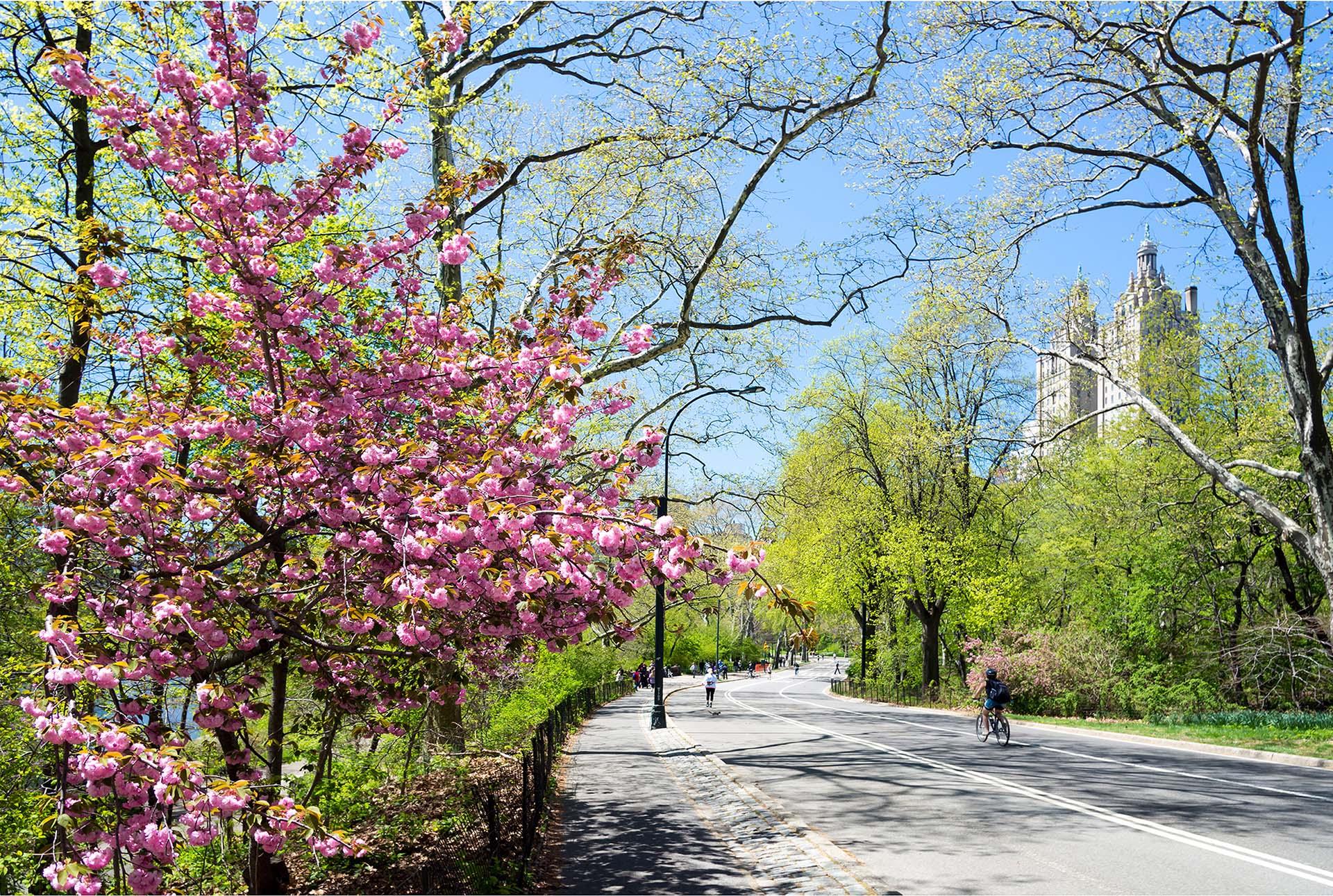 Spring in Central Park