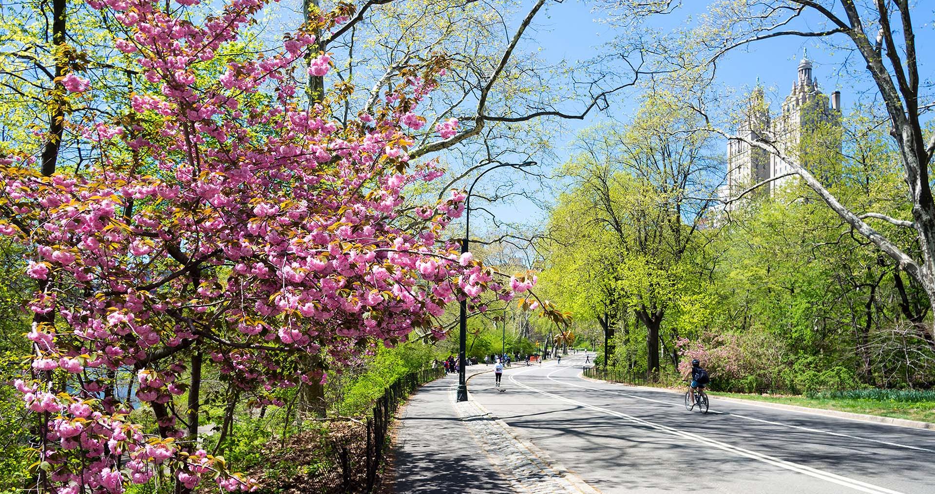 Spring in Central Park