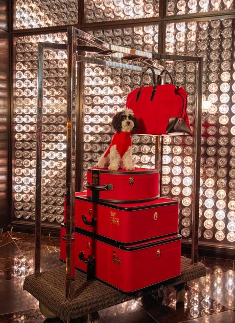 A dog with red clothes on gorgeous red luggage in a luxurious room
