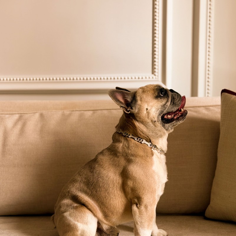 A dog sitting on a couch
