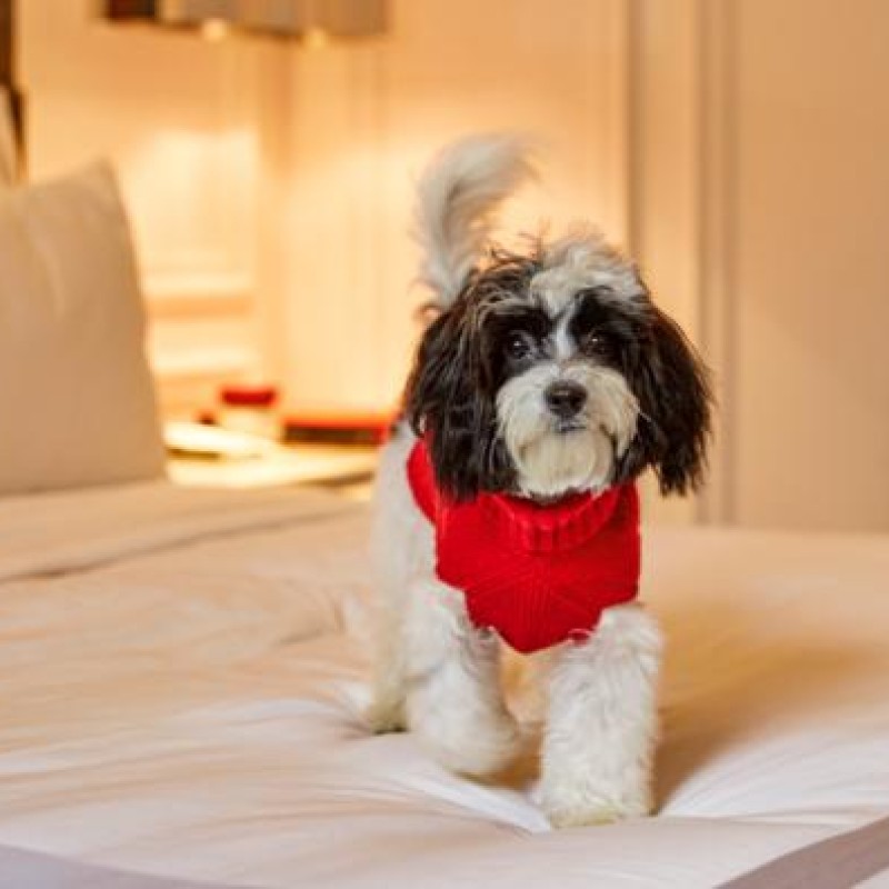 A dog with red clothes on a bed