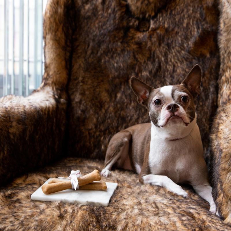 A dog sitting comfortably with a bone on a couch