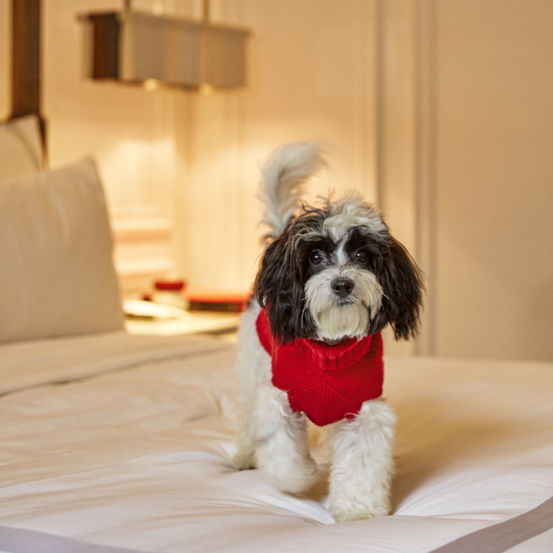 A small dog wearing a red sweater standing on a bed